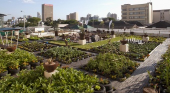 Agriculture sur les toit Photo : Carrot City