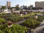 Agriculture sur les toit Photo : Carrot City