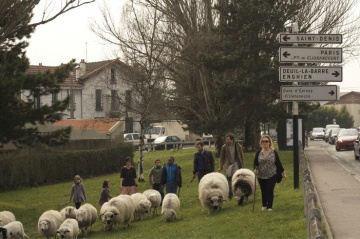 Moutons de l'association CLINAMEN